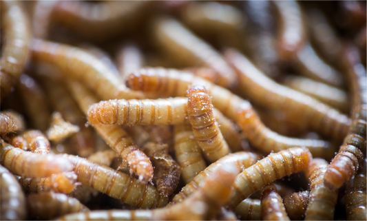 Meelworm mag in EU worden gebruikt als voedsel