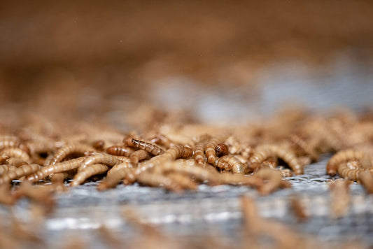 In Europa mogen varkens en kippen vanaf nu insecten consumeren