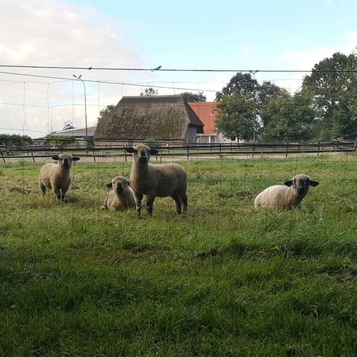 Wolkorrels – 5 kg - Schapenwolmest