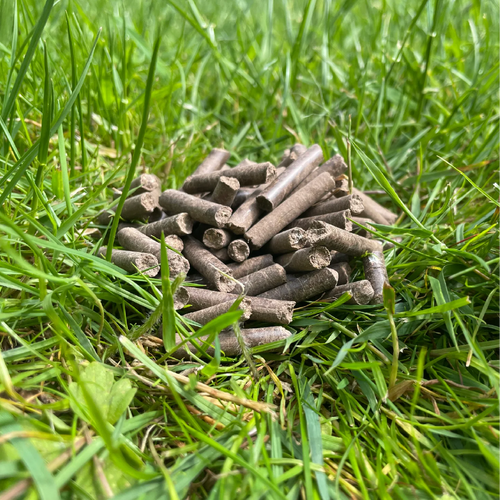 Meelwormenmest - Frass