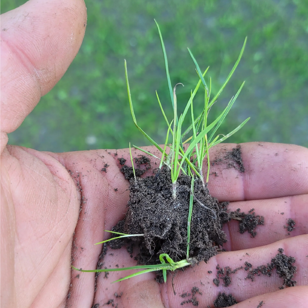 Meelwormenmest - Frass